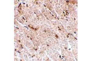 Immunohistochemistry (IHC) image for anti-Mitogen-Activated Protein Kinase Associated Protein 1 (MAPKAP1) (Middle Region) antibody (ABIN1030995) (MAPKAP1 抗体  (Middle Region))
