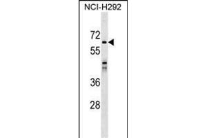 SNX33 Antibody (C-term) (ABIN1537252 and ABIN2849197) western blot analysis in NCI- cell line lysates (35 μg/lane). (SNX33 抗体  (C-Term))
