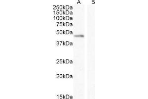 ABIN768552 (0. (Angiopoietin 1 抗体  (Internal Region))