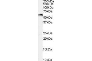 Western Blotting (WB) image for Nuclear Factor, Interleukin 3 Regulated (NFIL3) peptide (ABIN369787) (Nuclear Factor, Interleukin 3 Regulated (NFIL3) Peptide)