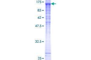 SNX19 Protein (AA 1-803) (GST tag)