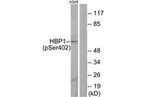 Western blot analysis of extracts from A549 cells treated with PMA 125ng/ml 30', using HBP1 (Phospho-Ser402) Antibody. (HBP1 抗体  (pSer402))