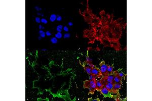 Immunocytochemistry/Immunofluorescence analysis using Mouse Anti-LRP4 (Extracellular) Monoclonal Antibody, Clone S207-27 . (LRP4 抗体  (AA 26-350) (PerCP))
