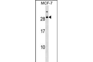 RNASE11 Antibody (Center) (ABIN1538568 and ABIN2849376) western blot analysis in MCF-7 cell line lysates (35 μg/lane). (RNASE11 抗体  (AA 68-95))