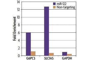 Ago1/2/3 antibody (mAb) (Clone 2A8) tested by immunoprecipitation.