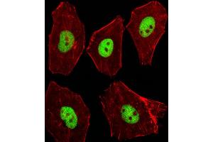 Fluorescent image of A549 cells stained with XAF1 Mouse Stk11 Antibody (C-term) (ABIN1537264 and ABIN2848945). (LKB1 抗体  (C-Term))
