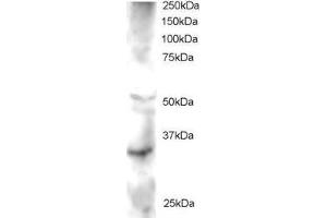 ABIN184718 staining (2µg/ml) of Human Heart lysate (RIPA buffer, 30µg total protein per lane). (FRAT2 抗体  (C-Term))