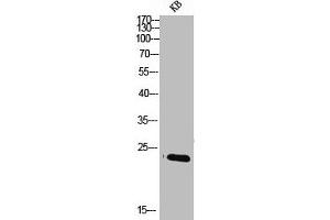 Western Blotting (WB) image for anti-serine/arginine-Rich Splicing Factor 3 (SRSF3) (C-Term) antibody (ABIN7185554)
