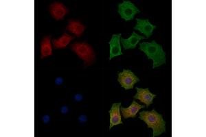 ABIN7094301 and ABIN7098348 staining HepG2 cells by IF/ICC.