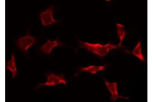ABIN6268788 staining HeLa by IF/ICC. (Caspase 9 抗体  (Cleaved-Asp353))