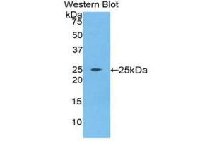 Western Blotting (WB) image for anti-Fibroblast Growth Factor 9 (FGF-9) (AA 1-208) antibody (ABIN1858877) (FGF9 抗体  (AA 1-208))