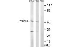 Western blot analysis of extracts from COLO/HeLa cells, using PRIM1 Antibody. (PRIM1 抗体  (AA 371-420))
