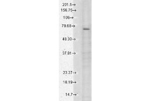 TrpV3 Western Blot.