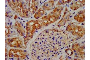 IHC image of ABIN7154525 diluted at 1:200 and staining in paraffin-embedded human kidney tissue performed on a Leica BondTM system. (GHRHR 抗体  (AA 23-127))