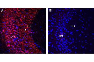 Expression of Gephyrin in rat hippocampusImmunohistochemical staining of perfusion-fixed frozen rat brain sections with Guinea Pig Anti-Gephyrin Antibody (ABIN7581882), (1:1000), followed by donkey anti-guinea pig-biotin and Streptavidin-Cy3.