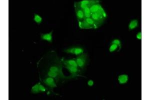 Immunofluorescence staining of MCF-7 cells with ABIN7175085 at 1:100, counter-stained with DAPI. (USF2 抗体  (AA 21-162))