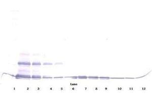 Image no. 1 for anti-Chemokine (C-C Motif) Ligand 16 (CCL16) antibody (Biotin) (ABIN465304) (CCL16 抗体  (Biotin))