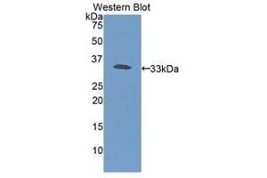 Western Blotting (WB) image for anti-Haptoglobin (HP) (AA 70-332) antibody (ABIN3207779) (Haptoglobin 抗体  (AA 70-332))