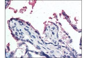 Human Placenta (formalin-fixed, paraffin-embedded) stained with GPX3at 5 µg/ml followed by biotinylated anti-goat IgG secondary antibody, alkaline phosphatase-streptavidin and chromogen. (GPX3 抗体  (Internal Region))