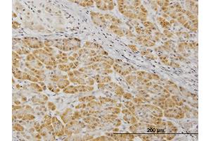Immunostaining (ISt) image for anti-Mitogen-Activated Protein Kinase Kinase 7 (MAP2K7) (AA 1-99) antibody (ABIN562438)
