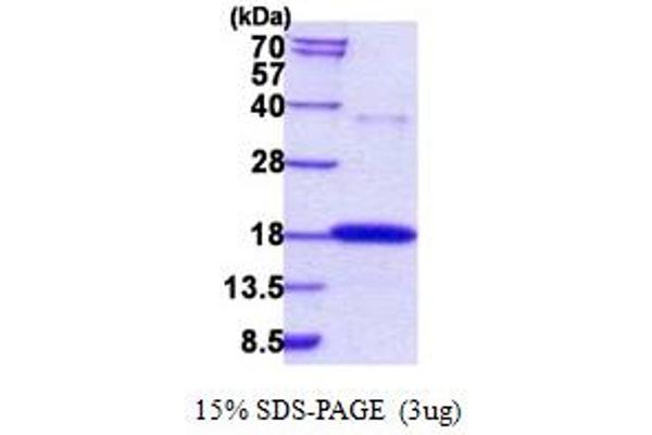 RNASE7 Protein (AA 29-156) (His tag)