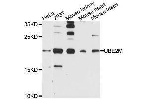 Western blot analysis of extracts of various cell lines, using UBE2M antibody (ABIN5995744) at 1/1000 dilution. (UBE2M 抗体)