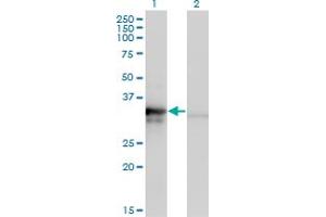 Western Blotting (WB) image for anti-Mitochondrial Ribosomal Protein L1 (MRPL1) (AA 1-304) antibody (ABIN961358) (MRPL1 抗体  (AA 1-304))