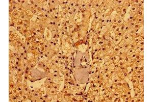 Immunohistochemistry of paraffin-embedded human adrenal gland tissue using ABIN7165690 at dilution of 1:100 (PACSIN3 抗体  (AA 1-300))
