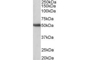Western Blotting (WB) image for anti-G Protein-Coupled Receptor 83 (GPR83) (AA 17-30), (Extracellular Domain) antibody (ABIN1101855) (GPR83 抗体  (Extracellular Domain))