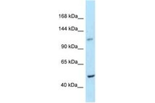 HISPPD1 抗体  (AA 914-963)