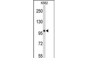 Western blot analysis of HSPH1 Antibody (Center) (ABIN650749 and ABIN2839478) in K562 cell line lysates (35 μg/lane). (HSPH1 抗体  (AA 549-579))