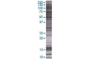 Western Blotting (WB) image for CTSG 293T Cell Transient Overexpression Lysate(Denatured) (ABIN1331492)