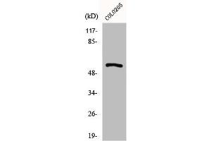 Western Blot analysis of COLO205 cells using GPR176 Polyclonal Antibody (GPR176 抗体  (C-Term))