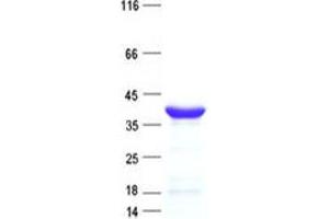 Validation with Western Blot
