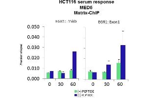 Quiescent human colon carcinoma HCT116 cultures were treated with 10% FBS for three time points (0, 15, 30min) or (0, 30, 60min) were used in Matrix-ChIP and real-time PCR assays at EGR1 gene (Exon1) and 15kb upstream site.