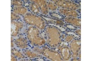 Used in DAB staining on fromalin fixed paraffin- embedded kidney tissue (Myosin IA 抗体  (AA 781-1043))