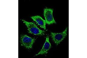 Immunofluorescence analysis of HepG2 cells using ALDH2 mouse mAb (green). (ALDH2 抗体  (AA 317-517))