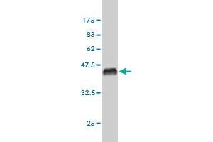 Western Blot detection against Immunogen (36. (Exportin 2 抗体  (AA 872-971))
