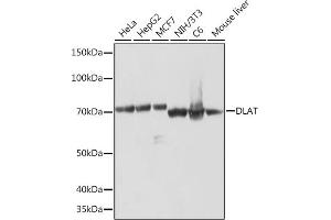 Western blot analysis of extracts of various cell lines, using DLAT Rabbit mAb (ABIN7266767) at 1:1000 dilution. (DLAT 抗体)