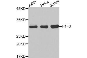 Western Blotting (WB) image for anti-H1 Histone Family, Member 0 (H1F0) antibody (ABIN1872929) (Histone H1 抗体)