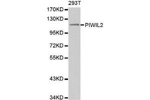 Western blot analysis of extracts of 293T cell line, using PIWIL2 antibody. (PIWIL2 抗体)