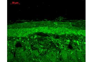 Immunohistochemistry analysis using Rabbit Anti-HSP22 Polyclonal Antibody . (HSPB8 抗体  (Atto 390))