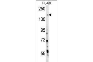 PHL Antibody (N-term) (ABIN392229 and ABIN2841922) western blot analysis in HL-60 cell line lysates (15 μg/lane). (PHLPP2 抗体  (N-Term))