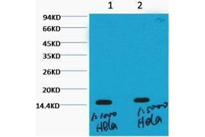 Western Blot (WB) analysis of HeLa, diluted at 1) 1:1000, 2) 1:5000. (Histone 3 抗体  (H3K36me3))