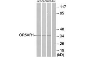 Western blot analysis of extracts from Jurkat/COLO/MCF-7 cells, using OR5AR1 Antibody.