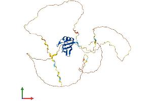 AlphaFold protein structure predicition of Mouse Recombinant Rbfox3 Protein, UniprotID Q8BIF2
