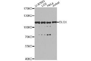 Western blot analysis of extracts of various cell lines, using DLG1 antibody (ABIN5996451) at 1/1000 dilution. (DLG1 抗体)