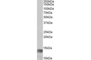 Staining of Human Glioma lysate using MIA Antibody at 1 µg/ml (35µg protein in RIPA buffer).