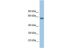 WB Suggested Anti-Glra3 Antibody   Titration: 1. (GLRA3 抗体  (Middle Region))