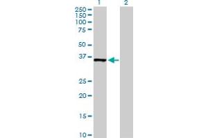 Western Blot analysis of MDH1 expression in transfected 293T cell line by MDH1 MaxPab polyclonal antibody. (MDH1 抗体  (AA 1-334))